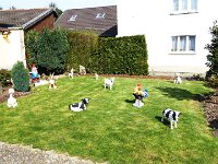 11 Cerisiers en fleurs dans l&#39;Ortenau Mösbach 10 04 2016 34